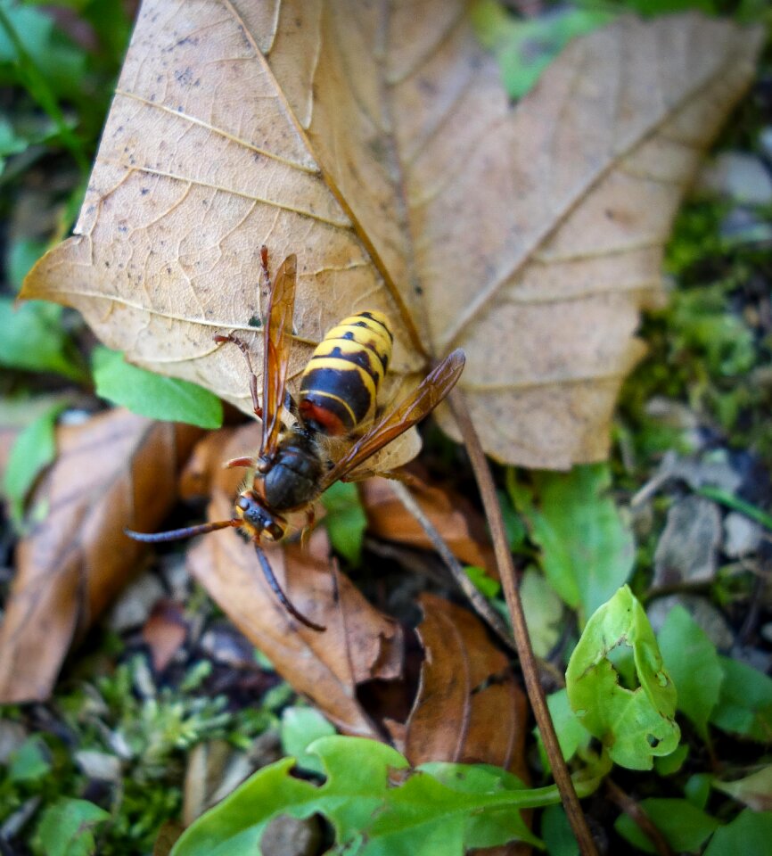 Insect forest floor leaf