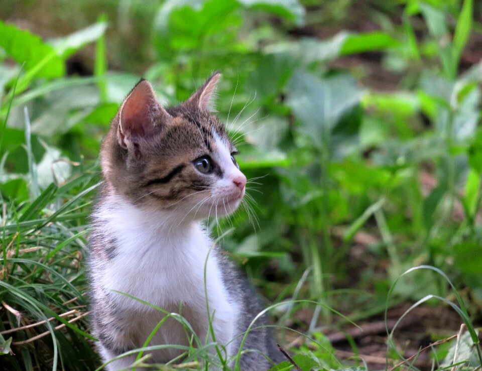 Cat face kitten fur photo