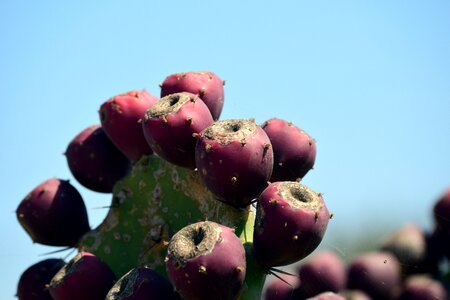 Nature prickly flora
