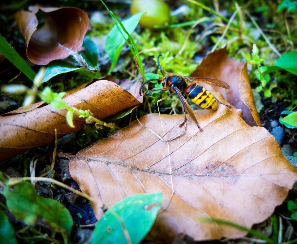 Insect forest floor leaf