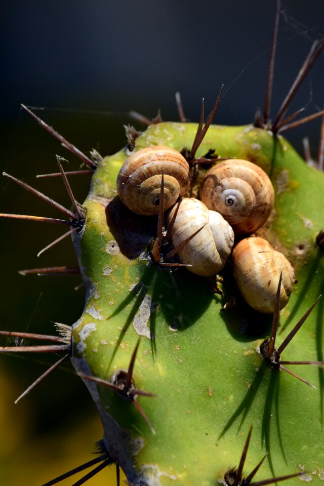 Snail shells spur protection