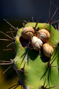 Snail shells spur protection