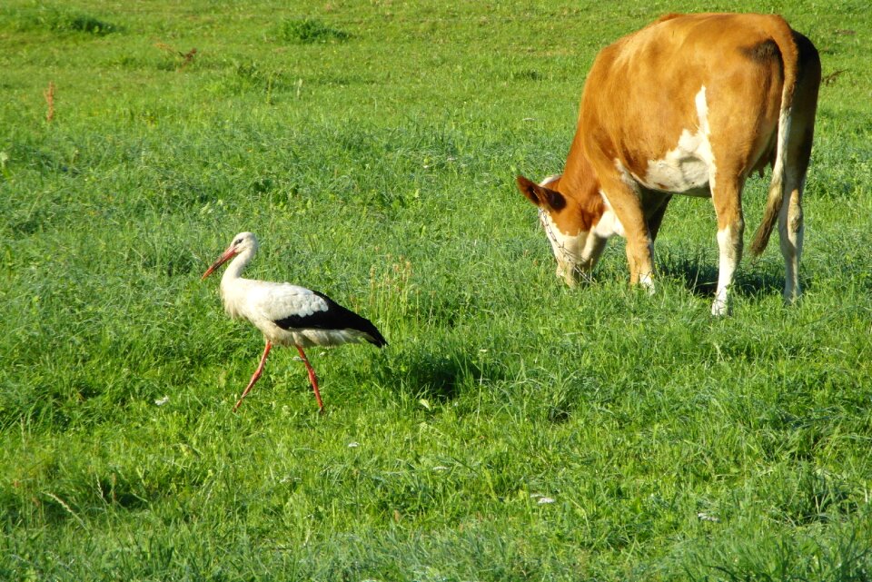 Animals pasture land meadow
