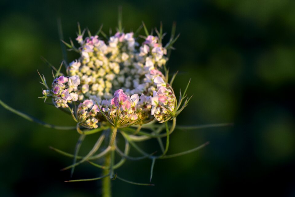 Cow parsley grassland plants umbelliferae photo