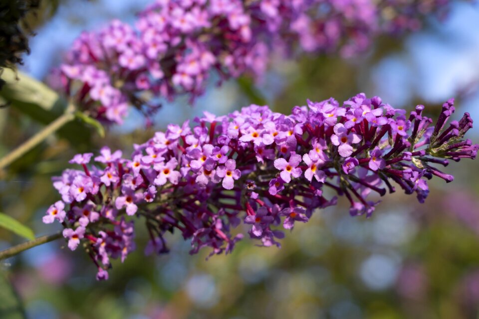 Bloom nature garden photo