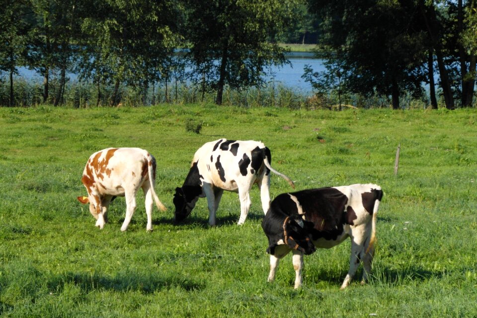 Animals grass meadow