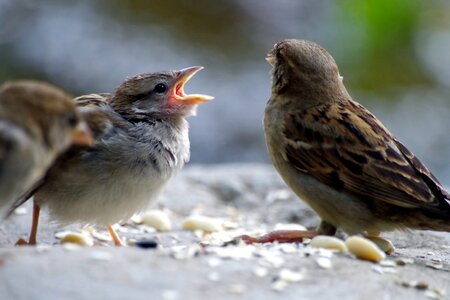 Eat begging ask