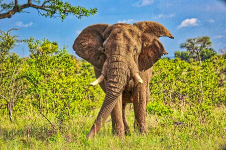 Animal africa safari photo