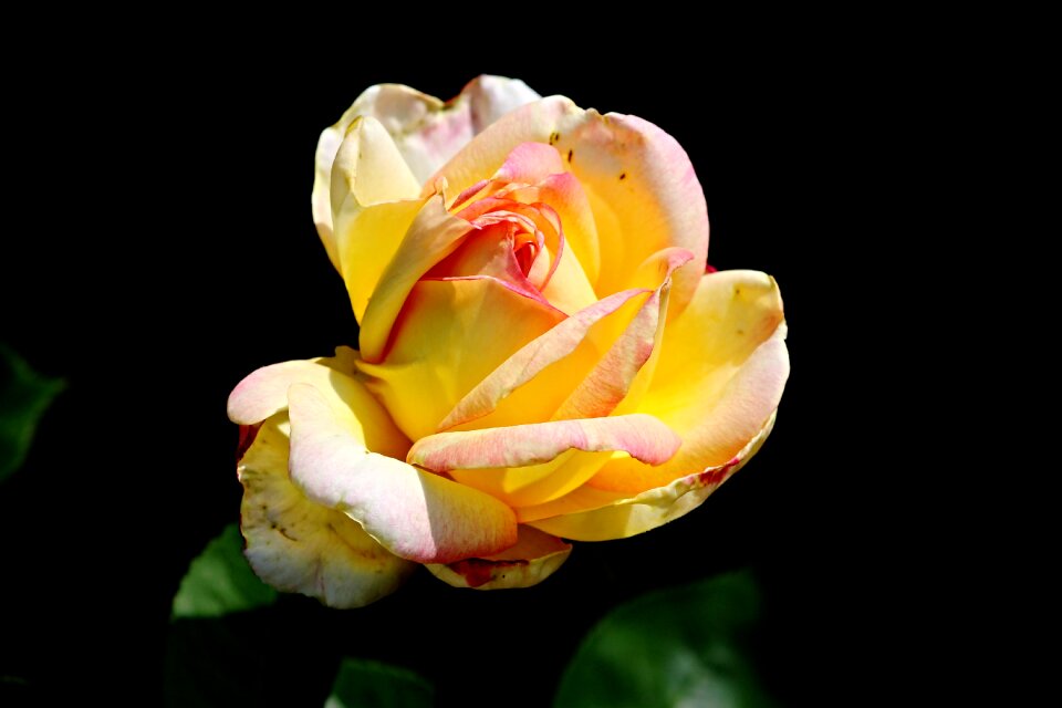 Yellow rose flower garden rose