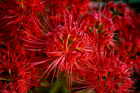 Plant natural spider lily photo