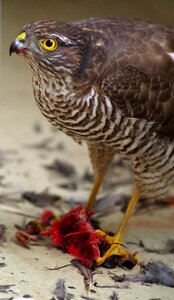 Raptor bird of prey meal