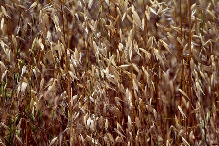 Weed wild oats brown