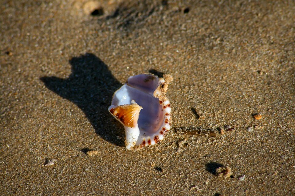 Sand beach coast
