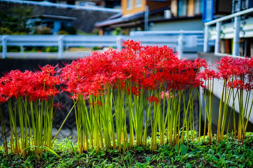 Amaryllidaceae natural red flowers