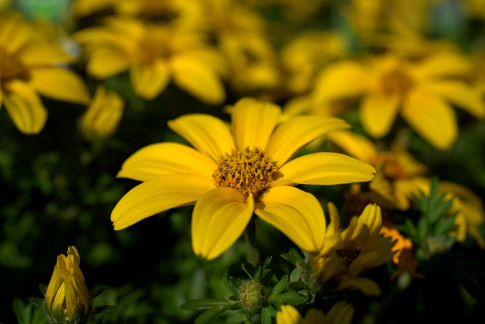Bloom close up summer