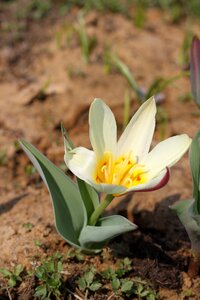Land white yellow