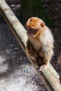Nature animal world primate