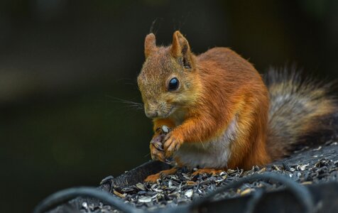 Redhead squirrel animal