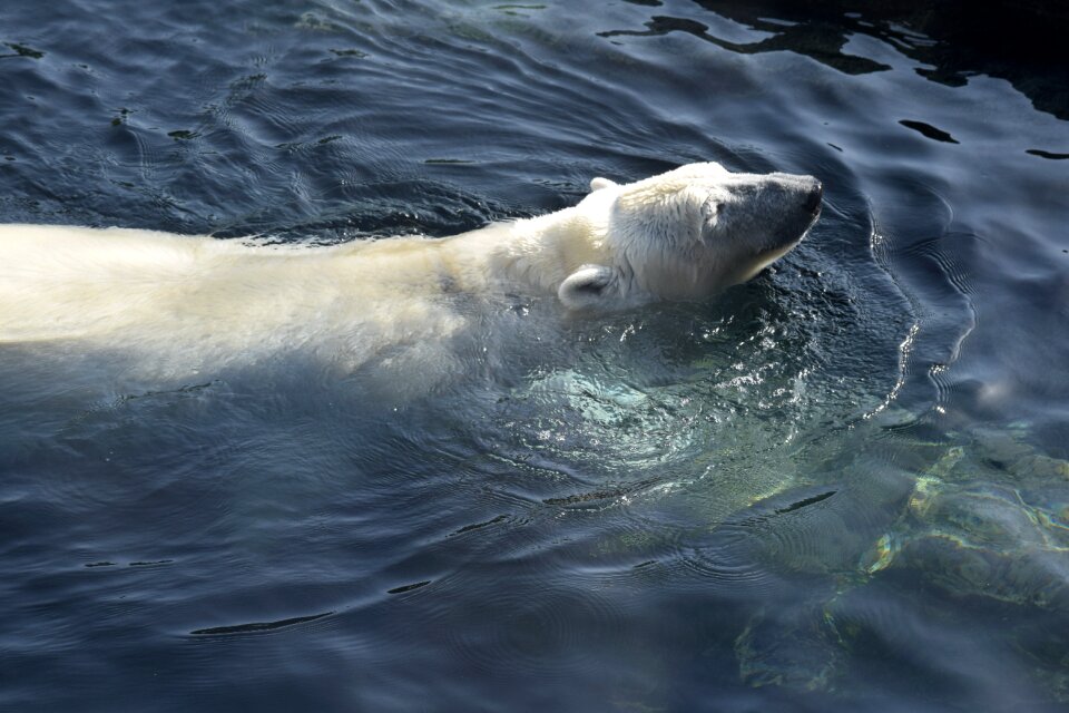 Polarbär white swim