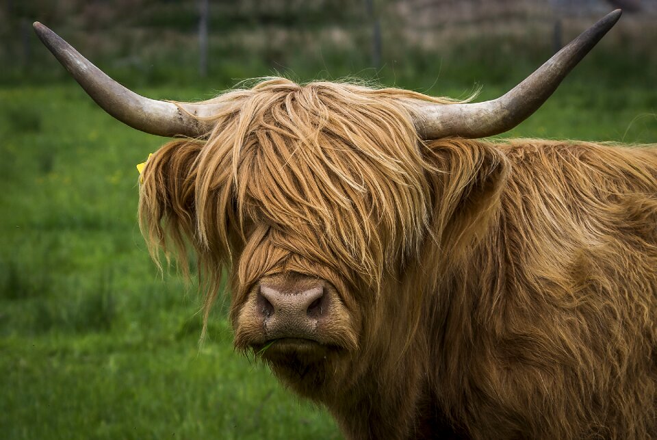 Highland beef cow pasture