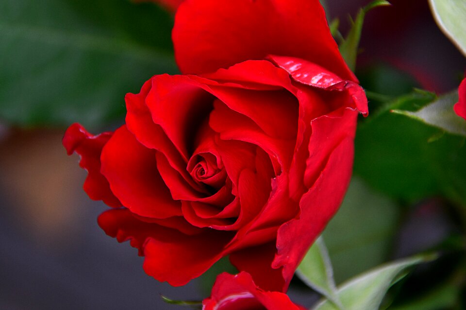Romantic romance love