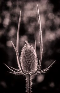 Plant botany prickly photo