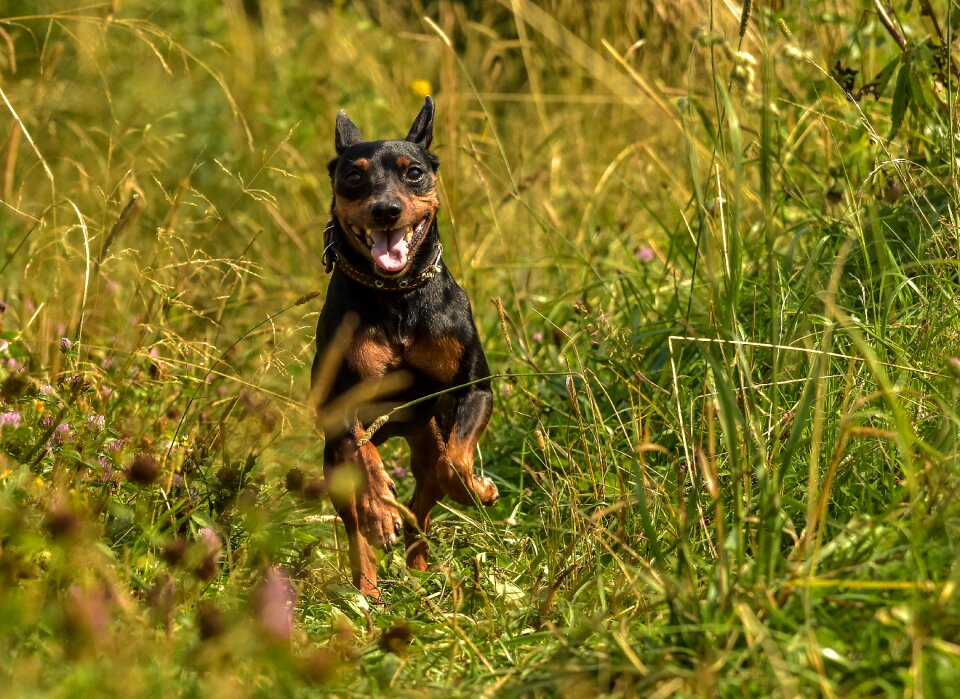 Little doggie each