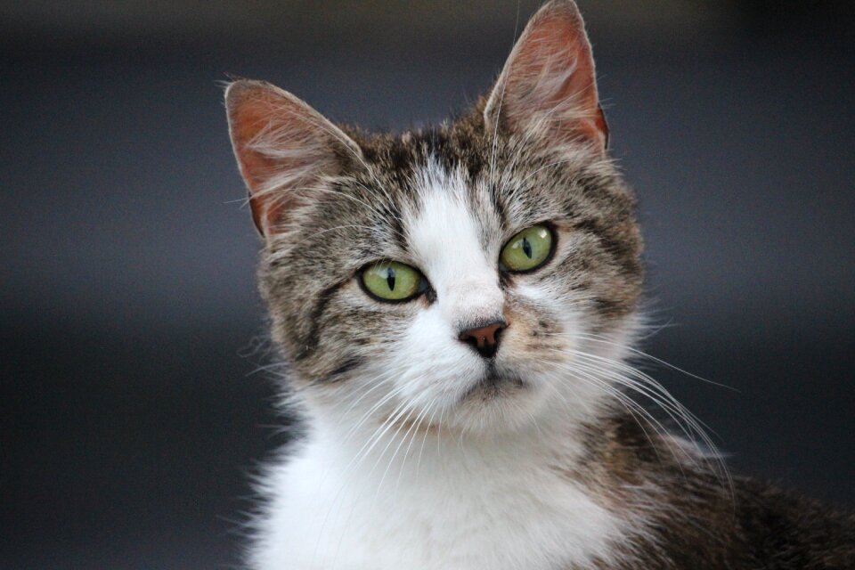 Cats wild Free photos