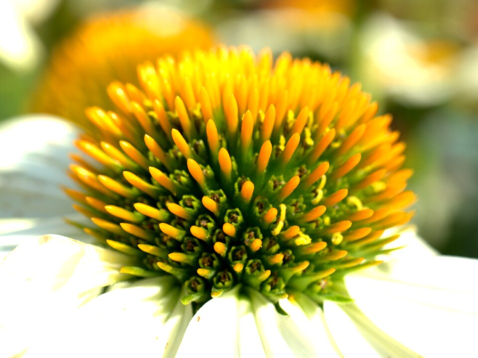 Bloom nature plant