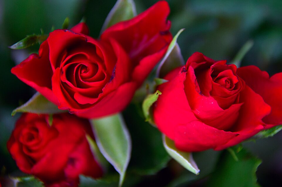 Romantic love romance