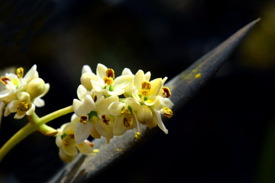 Olive blossom fruit flowering small