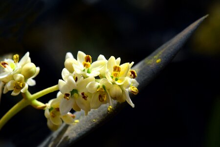 Olive blossom fruit flowering small
