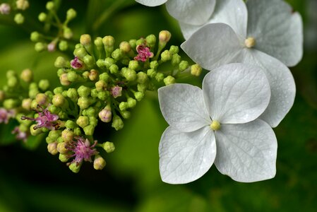 Bloom white small photo