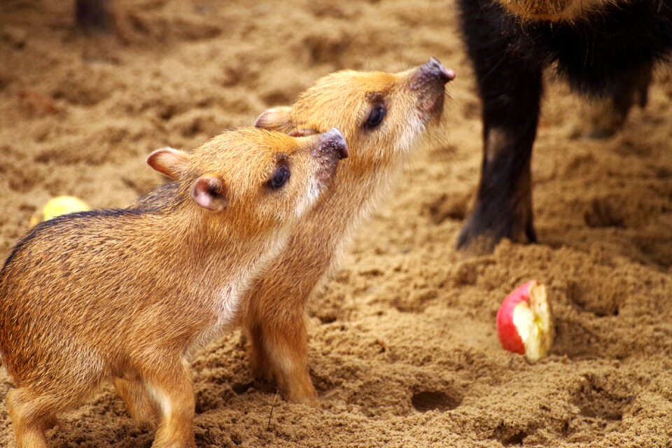 Animal children food wild pigs