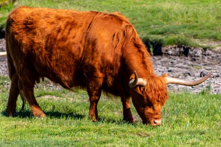 Mother's red graze