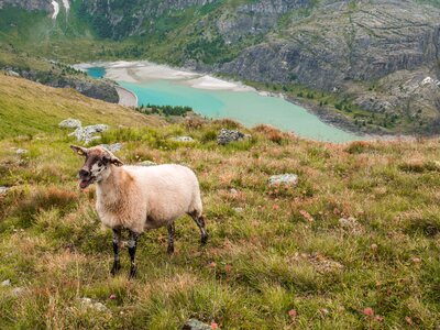 Nature sheep reservoir