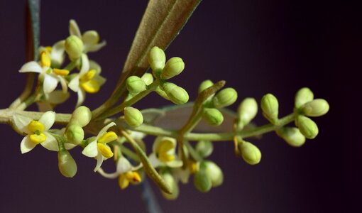 Olive blossom fruit flowering small