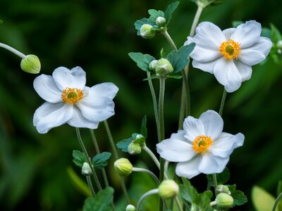 Plant garden summer photo