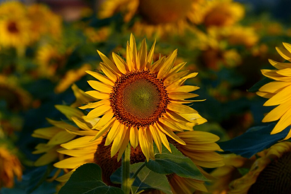 Flower plants petals