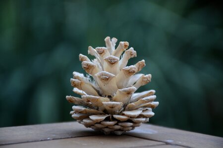 Decoration winter wood