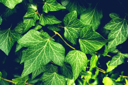 Nature green climber plant