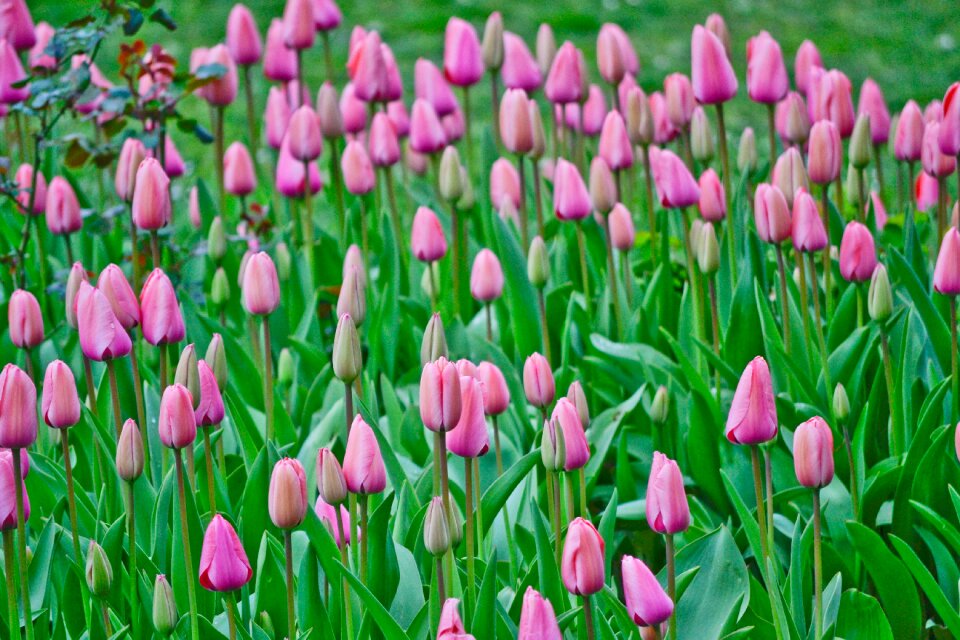 Istanbul nature colorful