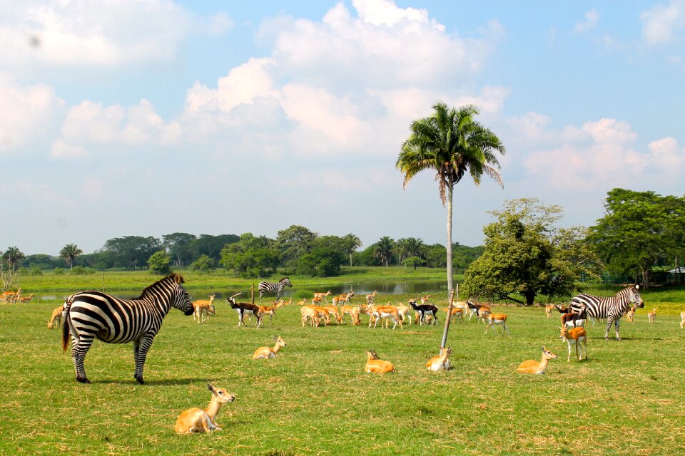Forest jungle fauna