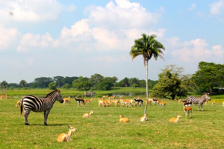 Forest jungle fauna