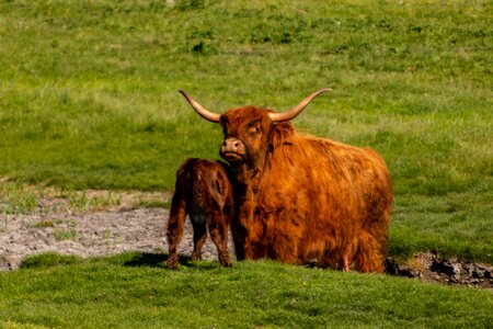 Cow cattle mood