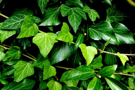 Nature green climber plant