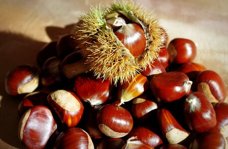 Autumn decoration nutrition brown