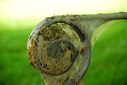 Spider web garden antique