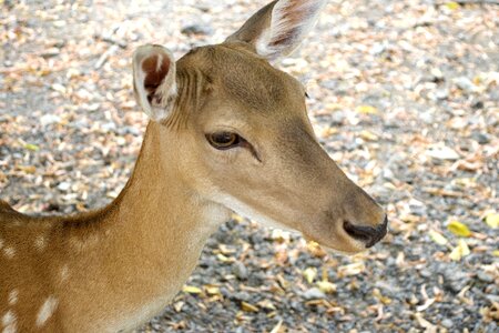 Animal world wild animal