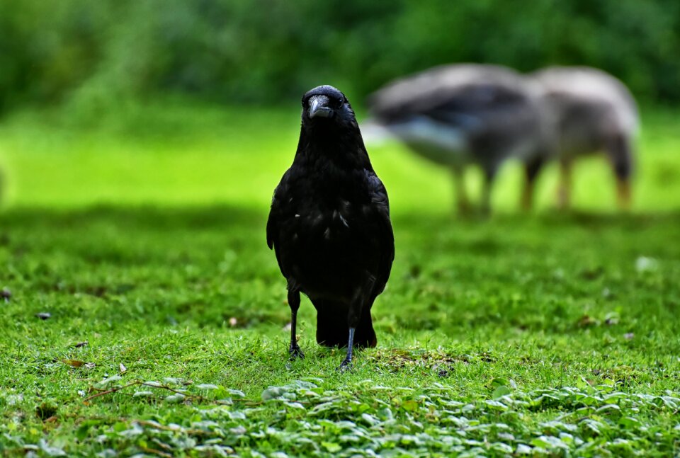 Black nature carrion crow